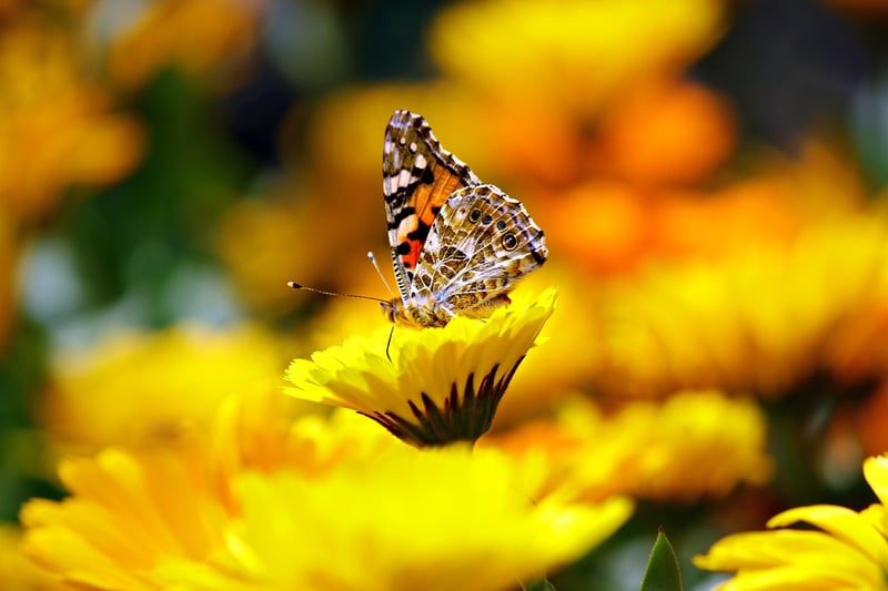 Garden Essence